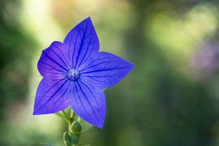 Blue flower of Platycodon grandiflorus (Platycodon grandiflorus)の写真素材