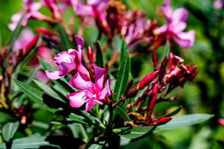 Pink oleander flowers on a green background in the garden.