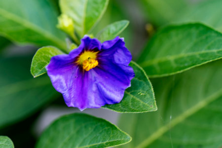 Close up of a purple and yellow flower with green leaves in the background