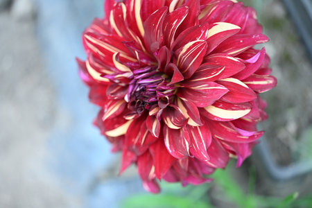 Red dahlia flower in the garden, closeup of photoの写真素材