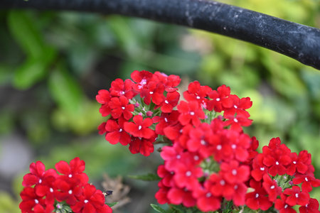 Red Verbena flowers in the garden. (Verbena chinensis)の写真素材