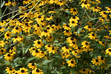 Rudbeckia fulgida yellow flowers in the garden.