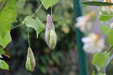 Sugar snap peas (Coccinia grandiflora)の写真素材