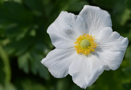 White flower of anemone (Anemone nemorosa)の写真素材