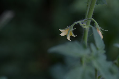 Yellow flower of a tomato plant in the garden. Selective focus.の写真素材