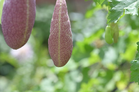 Close-up of the leaves of a tree in the garden.の写真素材