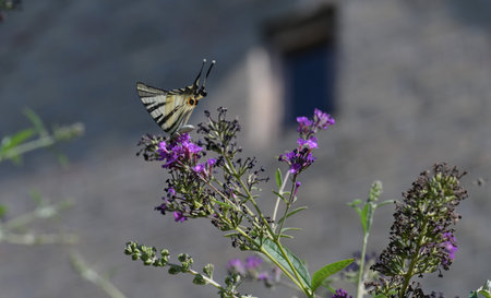 Butterfly on the flower. Scarce Swallowtail (Papilio machaon)の写真素材