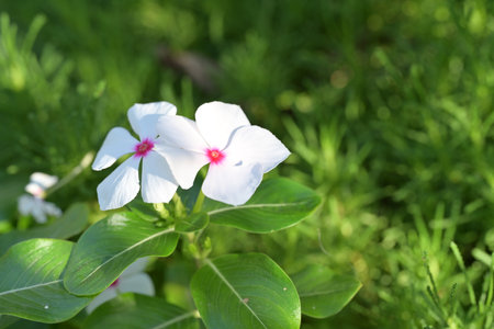 White Periwinkle flower in the garden. ( Catharanthus roseus)の写真素材