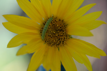 Yellow sunflower with green caterpillar on petals and blurred background