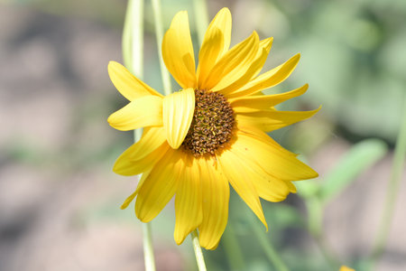 Beautiful yellow sunflower in the garden, closeup of photo