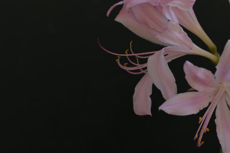 Beautiful pink lily flower on a black background with copy space