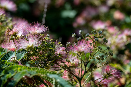 Close up of the pink flowers of Albizia julibrissin, also known as the Persian silk tree or silk...