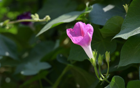 Morning Glory flower in garden. (Scientific name Ipomoea pes-caprae)の写真素材