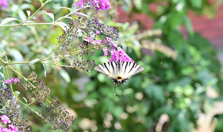 The Scarce Swallowtail butterfly (Papilio machaon) sucking nectar from a purple butterfly bush.の写真素材