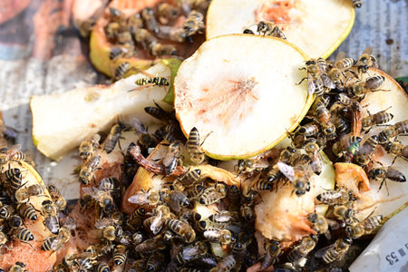 Honey bees gathering honey on a slice of apple, close up