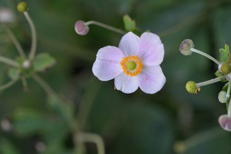 Japanese anemone (Anemone japonica) flowerの写真素材
