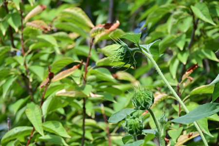 Green leaves and buds of passion fruit in the garden, Thailand.