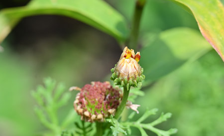 Zinnia elegans, Zinnia elegans, Zinnia elegans
