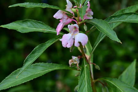 Pink flower of Weigela (Weigela officinalis)の写真素材