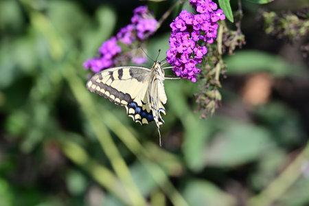 Papilio machaon butterfly on purple butterfly bush in garden