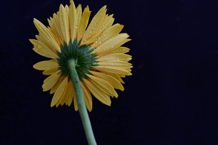 Yellow gerbera flower with water drops on a black background.の写真素材