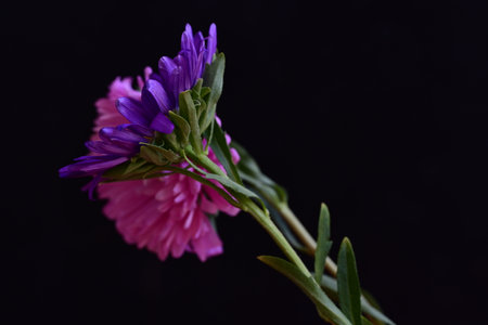 purple asters on a black background close-up macro photographyの写真素材