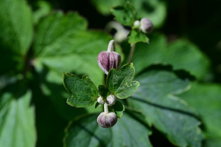 Flowering plant of aquiline in the spring garden.の写真素材