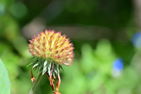 Close up of a red clover flower on green background with copy space