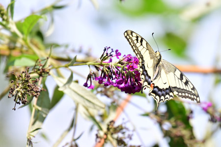 Swallowtail butterfly (Papilio machaon) on Buddleja davidiiの写真素材