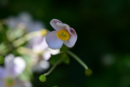 Japanese anemone, Anemone japonica, bloomingの写真素材