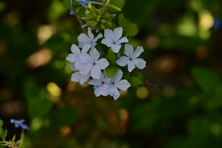 Plumbago auriculata or Cape Leadwort flower