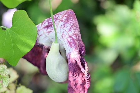 Closeup of a flower on a plant in the garden, stock photo