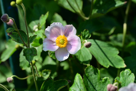 Anemone japonica, Japanese anemone, Japanese anemoneの写真素材
