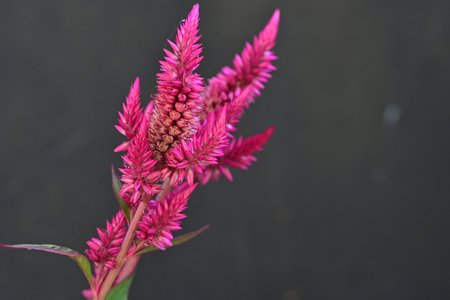 Celosia argentea flower in garden