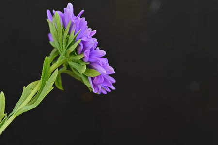 purple asters on a black background, closeup of photoの写真素材
