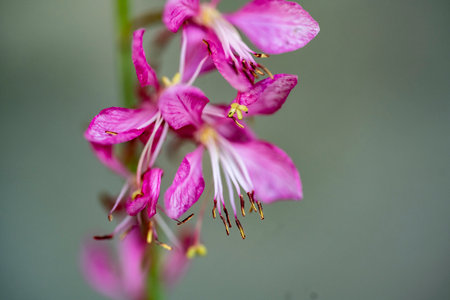 Close up of a pink fireweed (Epilobium angustifolium)の写真素材