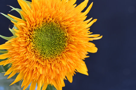 Sunflower on a black background. Shallow depth of field.の写真素材