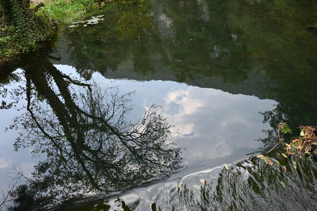 Reflection of trees on the surface of the water in the park