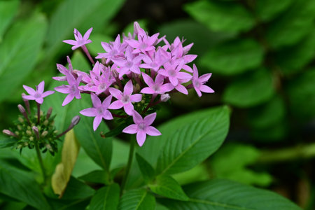 Purple Ixora flower in garden with green leaves background.の写真素材