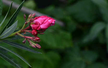 Pink oleander flower with green leaves in the garden. Close up