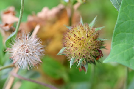 Burdock (Cirsium vulgare) flowers in bloom