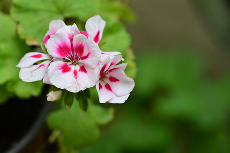Pink and white geranium flowers in a pot on a green background