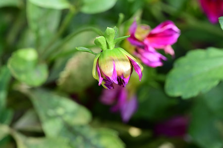 purple dahlia flower in the garden with green leaf backgroundの写真素材
