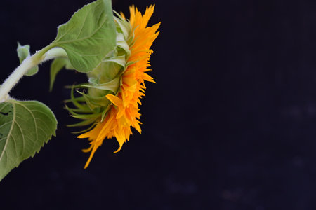 Sunflower on a black background with copy space for your text.の写真素材