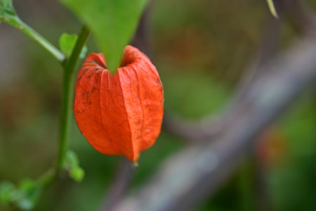 Cape gooseberry (Physalis alkekengi)