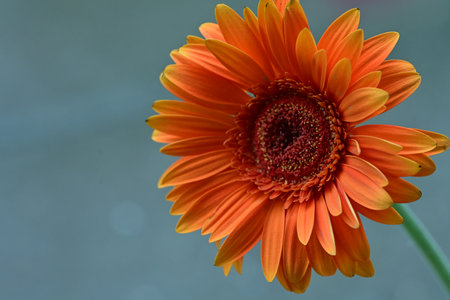 Orange gerbera flower on a gray background. Close-up.の写真素材