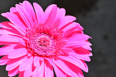 Pink gerbera flower in the garden, closeup of photoの写真素材