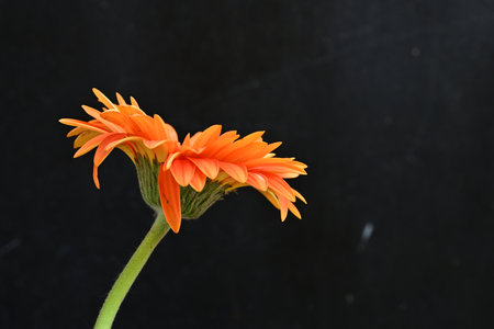 Orange gerbera flower isolated on black background. Close up.の写真素材