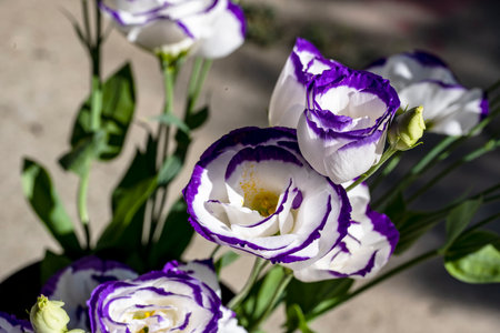 Beautiful purple and white flowers in a vaseの写真素材