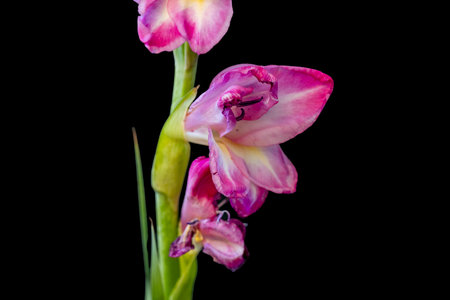 Beautiful gladiolus flower isolated on black background. Close up.の写真素材